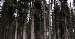 Отель, гостиница в Бохине, Словения, 251 м2