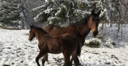 Вилла в Будапеште, Венгрия, 650 м2